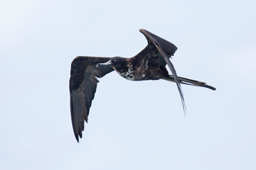 Wunderschöner Fregattvogel in der Karibik