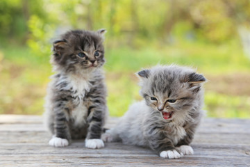 Naklejka na ściany i meble Small kittens on table outdoors