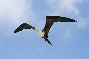 Wunderschöner Fregattvogel in der Karibik