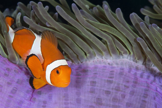 clownfish 8