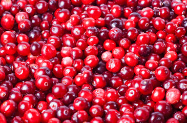 Crumbled cranberries close-up