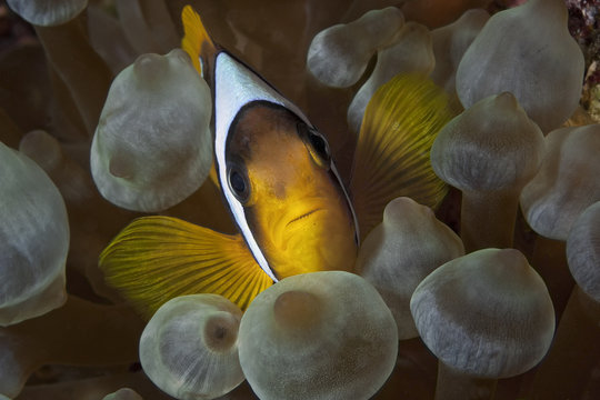 clownfish 6