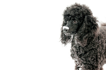 Black Poodle in snow