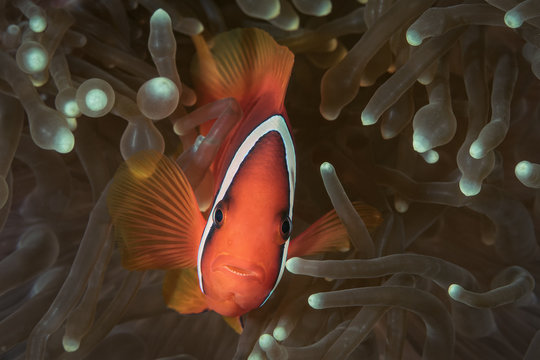 clownfish 5