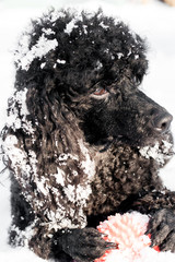 Black Poodle in snow with red Ball