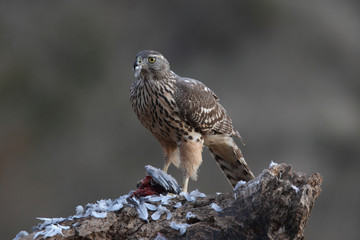 Goshawk