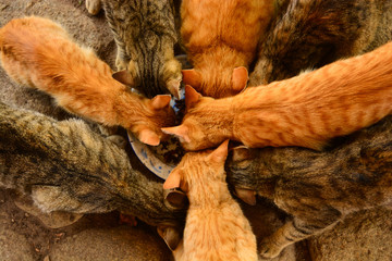cats / quiche / guatemala