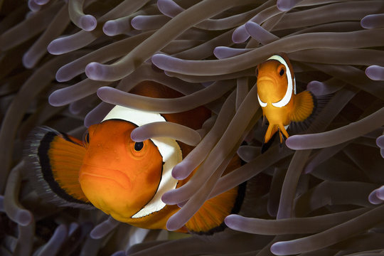 clownfish 2
