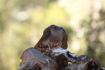 Goshawk