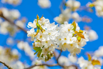 apple tree in the spring