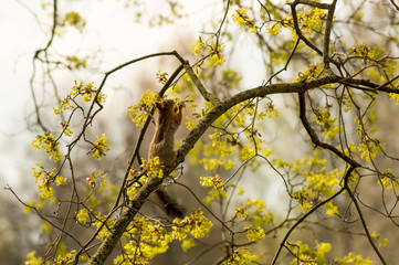 Squirrel in Spring Forest