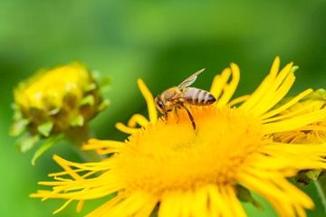 a wildflower and a bee