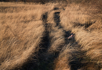 Dry winter meadow with a pheasant on the road