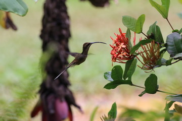 Guyane - Sa&uuml;l Dec 2016 - Colibri 