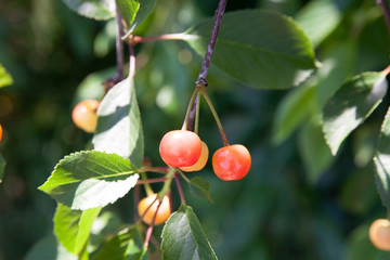 Cherries on a branch