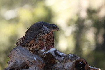 Goshawk