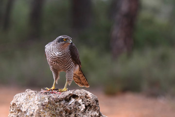 Goshawk