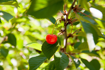 Cherries on a branch