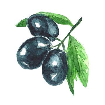 Watercolor illustration. Olive branch.
