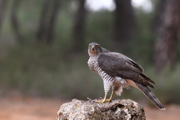 Goshawk