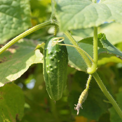 Cucumber