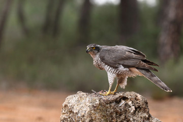 Northern Goshawk