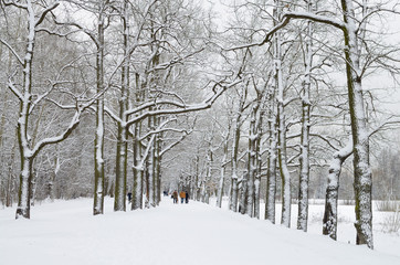 The trees stand in the snow.