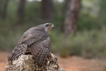 Goshawk
