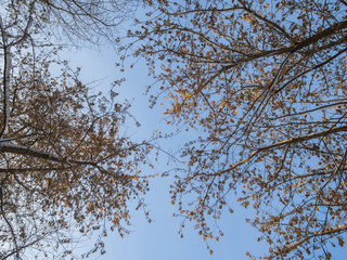 tree branches in winter
