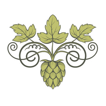 illustration of hops for brewing