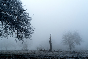 Grab in der Natur