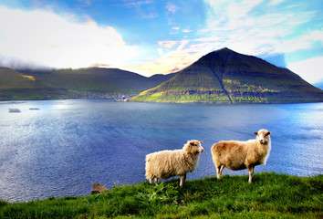 Obraz premium Dzika przyroda na Wyspach Owczych