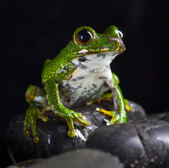 Little green frog