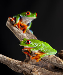 Two red eye frog