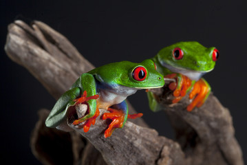 Two red eye frog