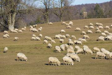 Pecore al pascolo e bosco sullo sfondo