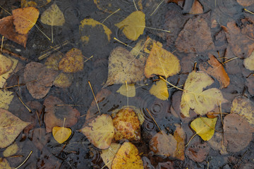 autumn leaves rain water