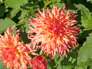 Dahlien, Dahlias