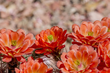 Beautiful blooming wild desert cactus flowers.