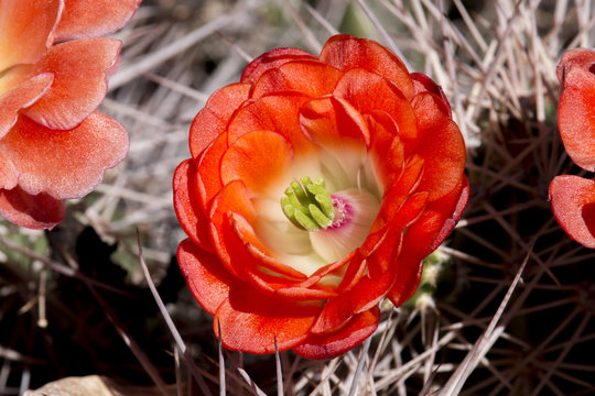 Beautiful Blooming Wild Desert Cactus Flowers.