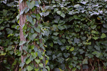 tree trunk green ivy climbing vine