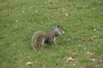 Squirrel enjoying a meal