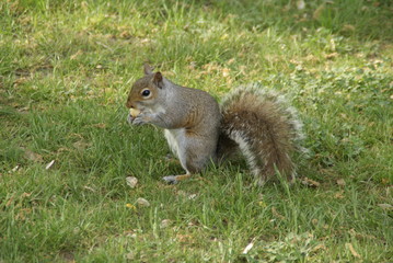 Naklejka na ściany i meble Hungry squirrel eating nuts