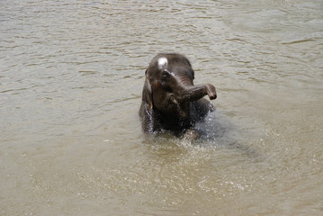 Fototapeta premium Elephant enjoying the cold water