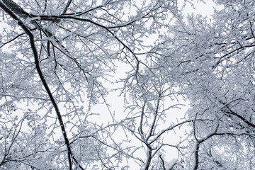 Background of the black branches of trees in white hoarfrost