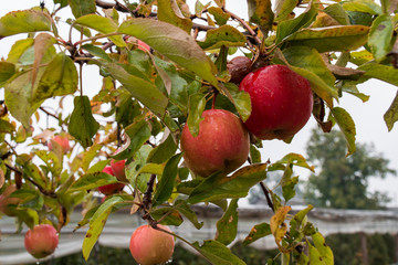 growing apples, agricultural enterprise, a garden, a small business, Belarus,