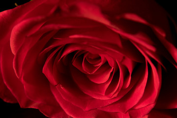 Single Red Rose Valentine