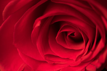 Single Red Rose Valentine