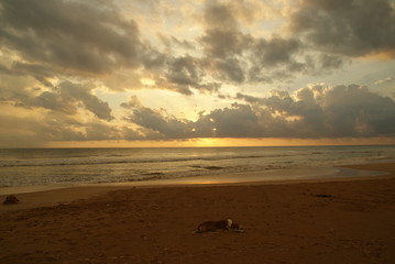Dog enjoying the sunset on Sri Lanka
