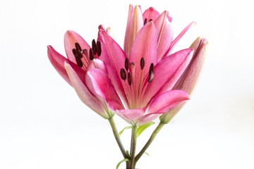 Pink lilies bunch on white background
